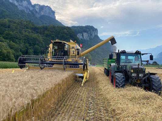 Farine de blé du Haslital