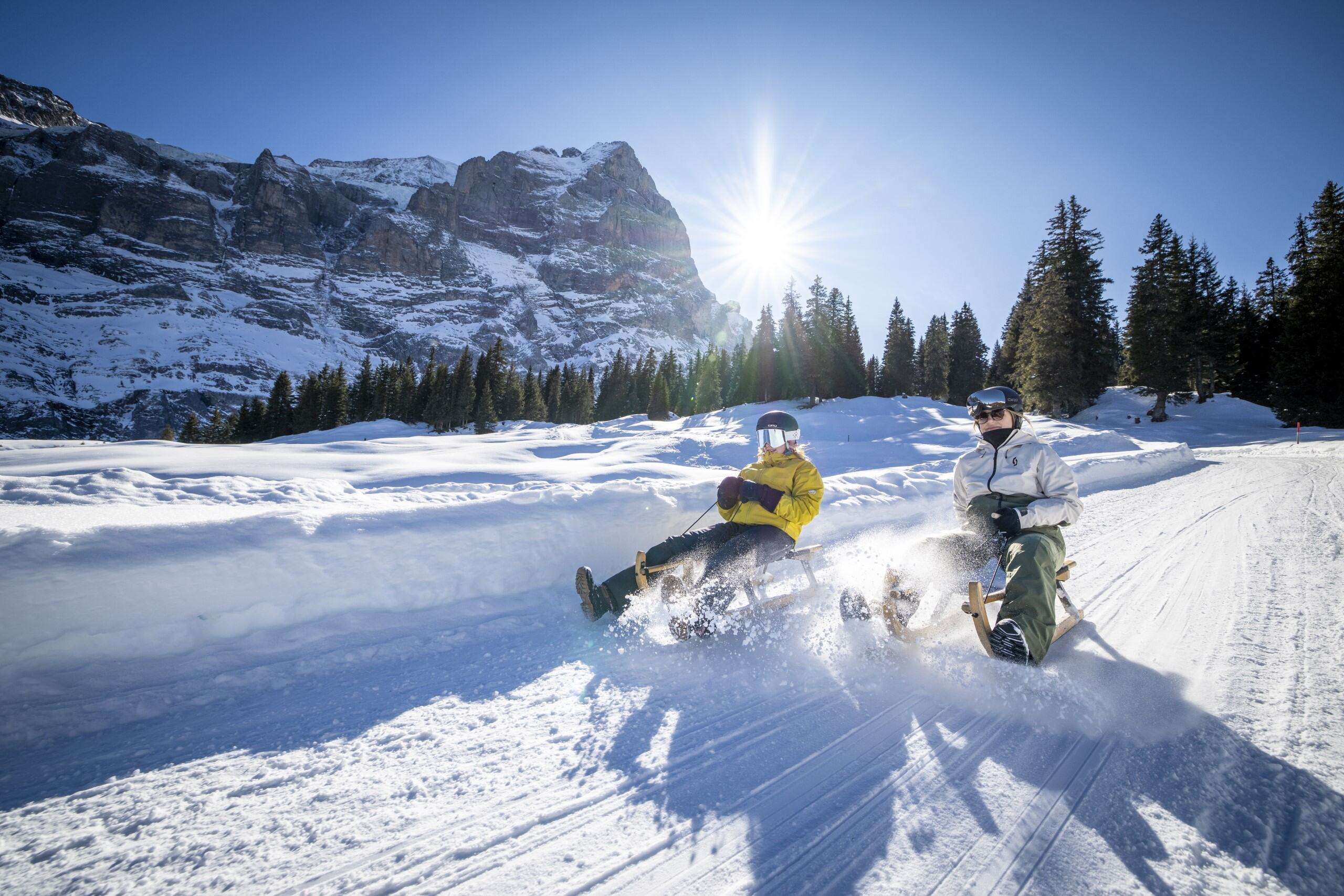 Zwei Personen fahren nebeneinander auf Schlitten die Schlittelpiste von der Grossen Scheidegg zur Schwarzwaldalp hinunter. Beim Bremsen wird feiner Pulverschnee aufgewirbelt und im Gegenlicht der Sonne sichtbar. Im Hintergrund erhebt sich das Wetterhorn über einer Reihe dunkler Tannen.