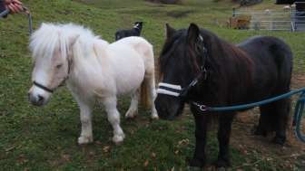 Ponyreiten am Hasliberg