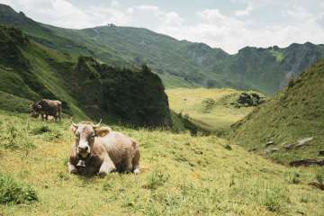 The cows are basking in the sunshine on the alp on Hasliberg. The Alpen Tower is visible on the horizon.