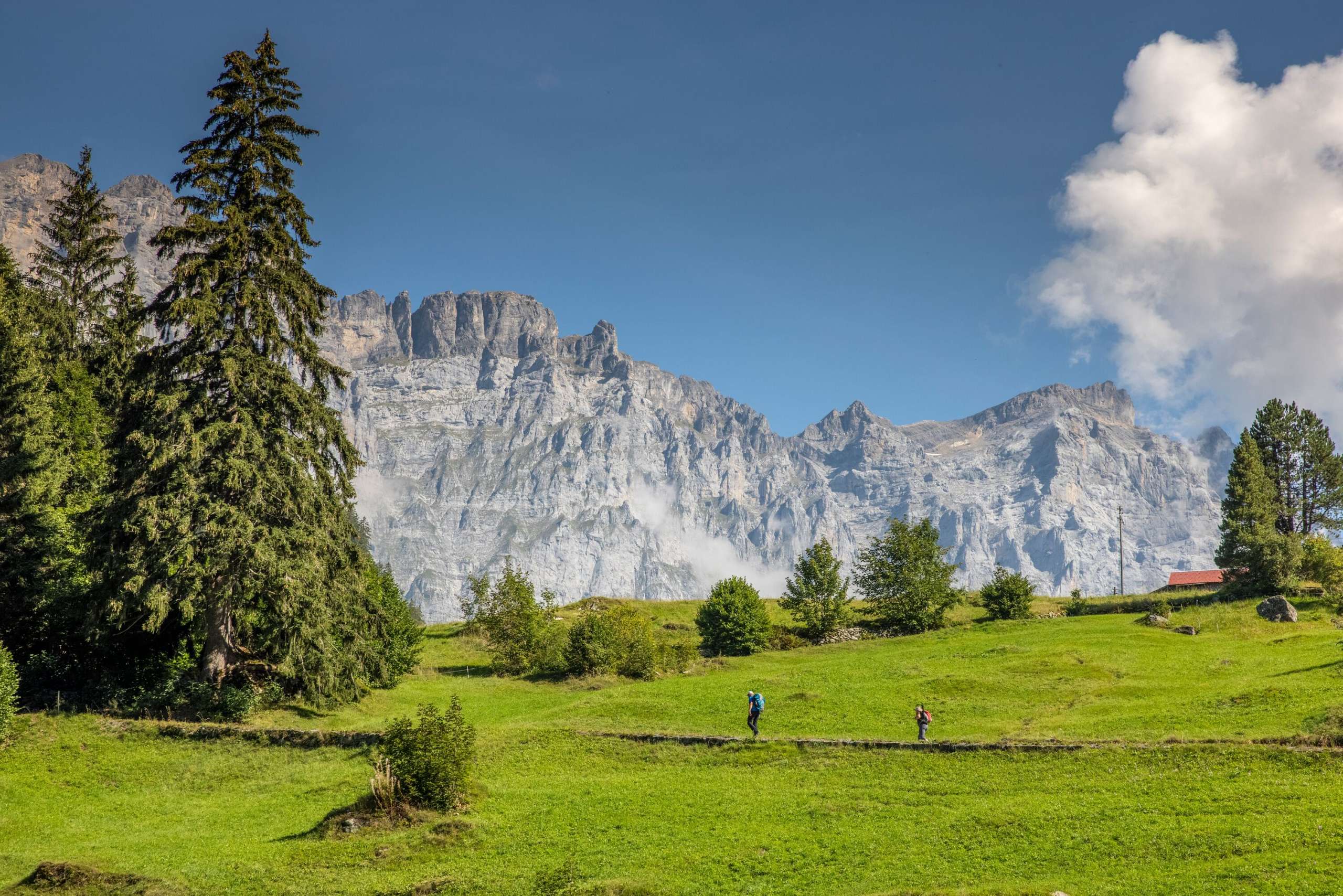 Zwei Wanderer unterwegs auf einer grünen Wiese in Gadmen. Ein riesige Tanne steht neben dem Weg. Am Horizont sind die Felswände zu sehen.
