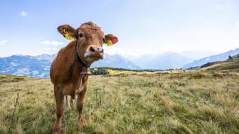 Biwak-Abenteuer im Haslital