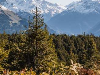 A view across a coniferous forest toward a striking mountain range with snow-capped peaks.