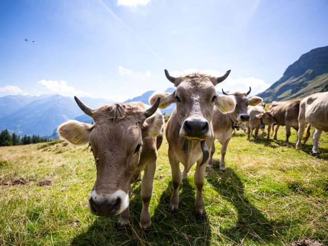 Information aux hôtes