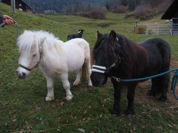 Balades à poney au Hasliberg