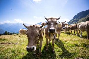 The cow takes a break from eating and looks curiously at the camera. The summery mountain panorama can be seen on the horizon.