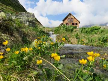 Die Gaulihütte steht inmitten einer grünen Landschaft. Der kleine und wilde Bergbach fliesst über die Wiese und begiesst die Blumen. Der Himmel ist leicht bewölkt.
